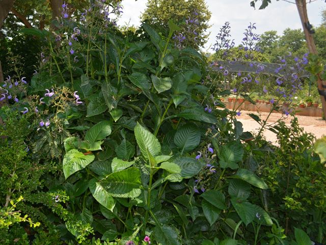 Brilliantasia Subulugurica flowering shrub for semi shade
