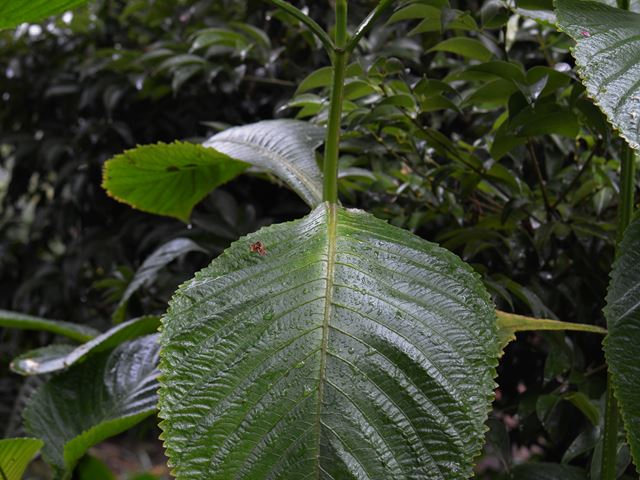Brilliantasia subulurgica leaf detail