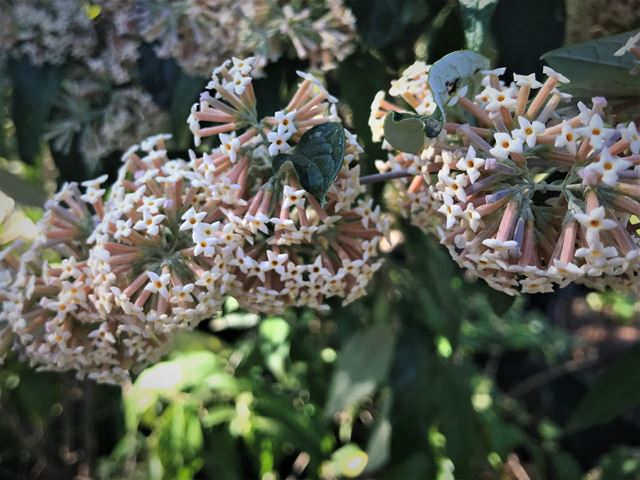 Buddleja auriculata Scented flowers in winter