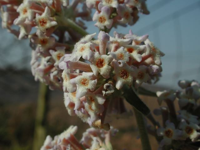 Buddleja auriculata flowers detail