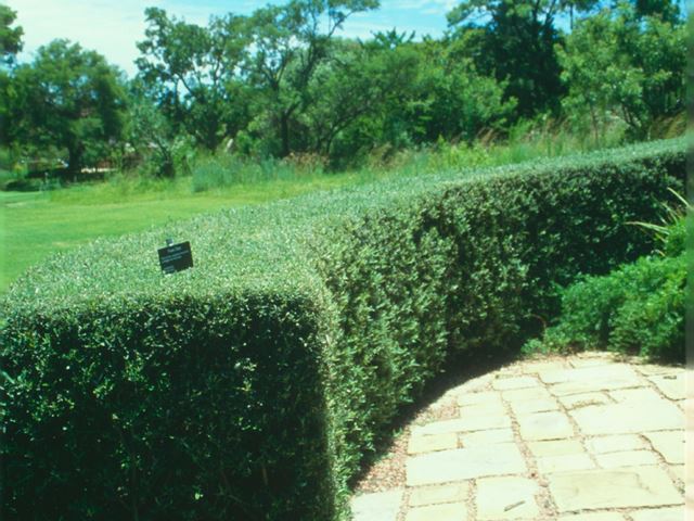 Buddleja saligna clipped hedge 2