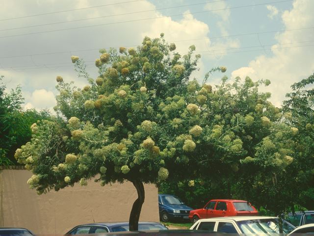 Buddleja saligna tree flower 1