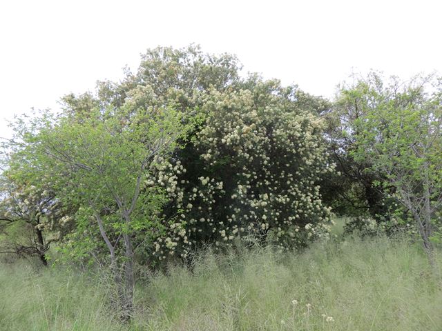 Buddleja saligna tree flower 2