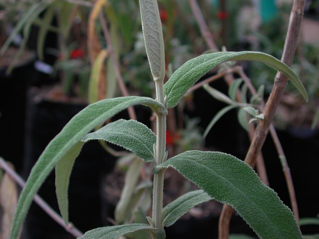 Buddleja salvifolia characteristic branch tip