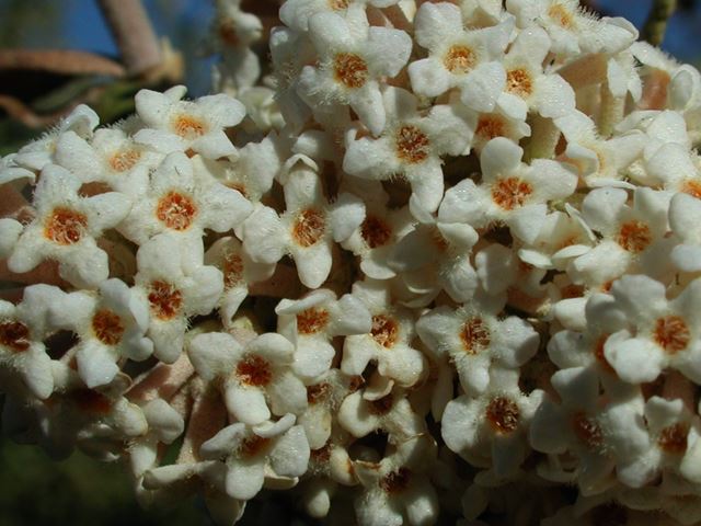 Buddleja salvifolia flowers detail