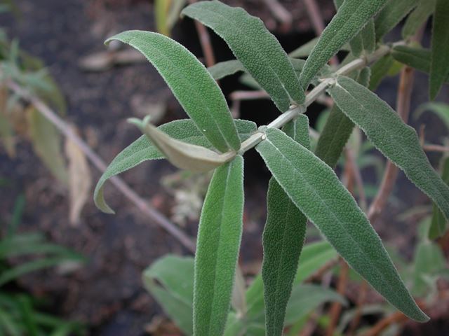 Buddleja salvifolia leaves