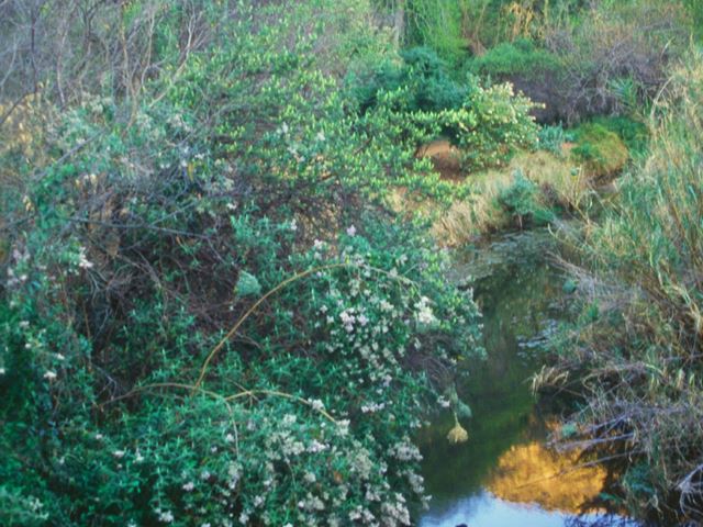 Buddleja salviifoliia with Weaver bird nests over river