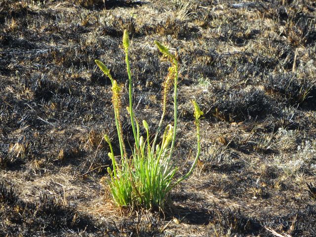 Bulbine abyssinica after fire 
