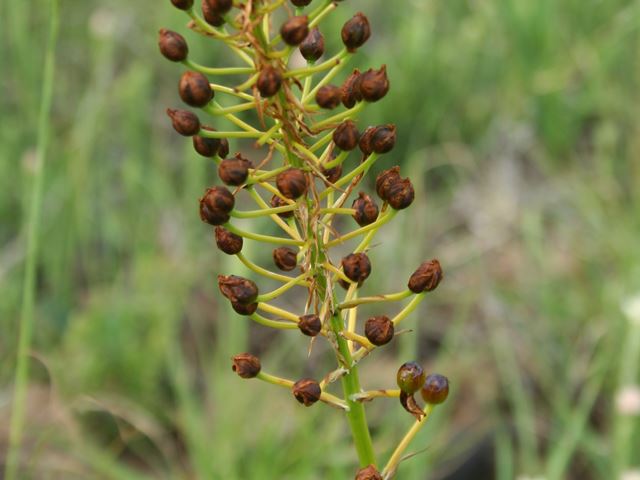 Bulbine abyssinica seeding