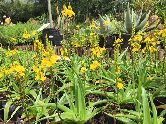 Bulbine natalensis mini small indigenous container plant