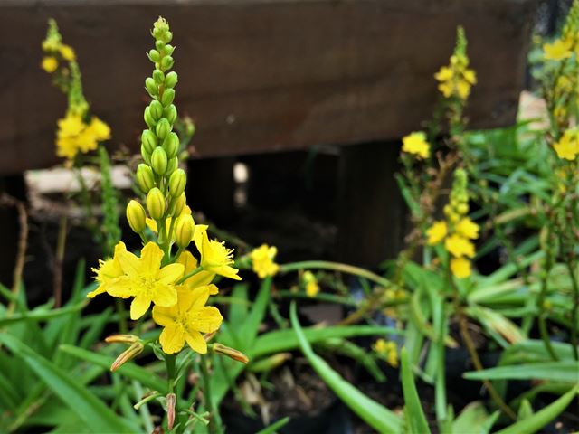 Bulbine natalensis mini yellow flowers