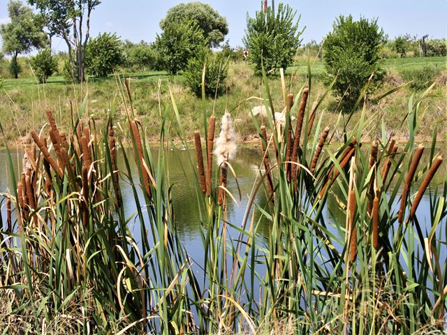 Bulrush Typha capensis tall water plant