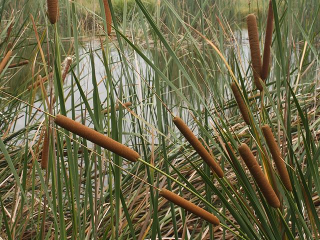 Bulrushes Typha capensis habitat for wildlife near water