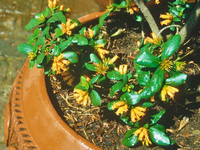 Burchellia bubalina in flower pot