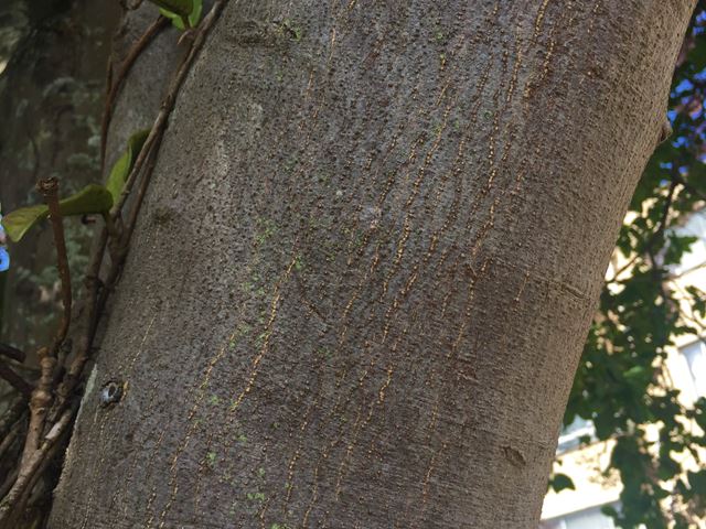 Calodendrum capense bark