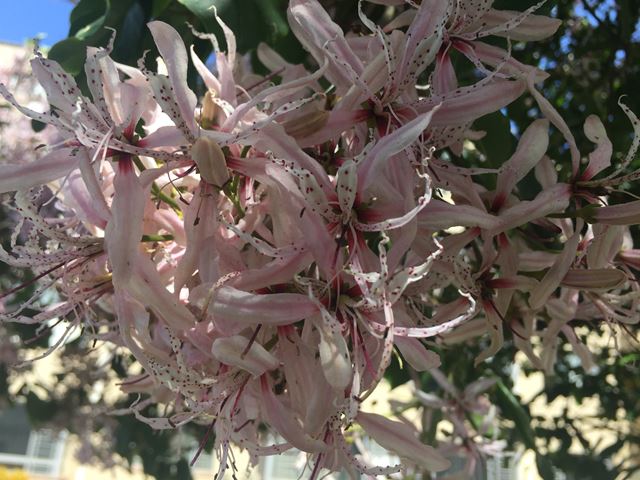 Calodendrum capense beautiful flowering tree