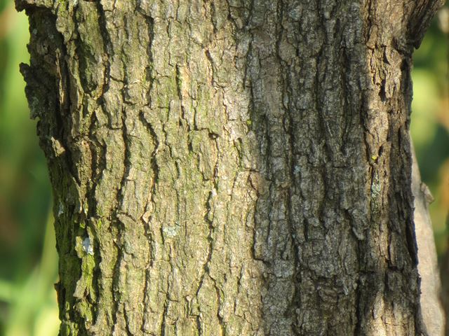 Calpurnea aurea tree bark