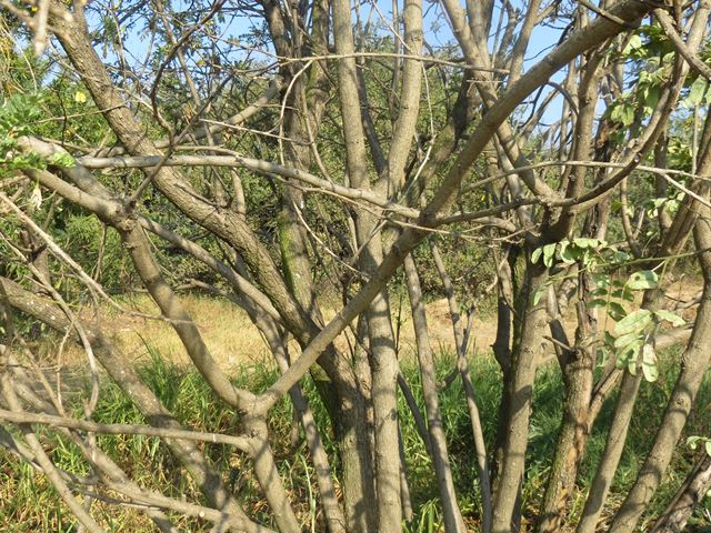 Calpurnea aurea tree