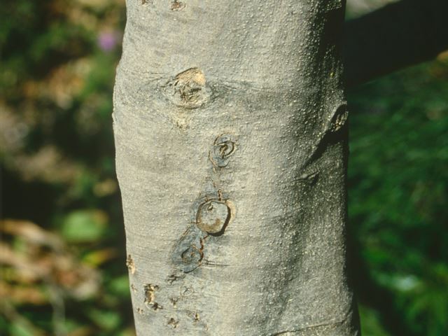 Canthium gilfilliani tree bark