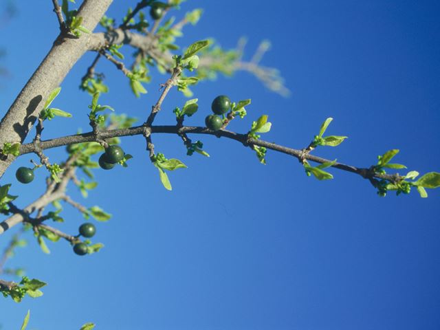 Canthium gilfilliani tree leaves