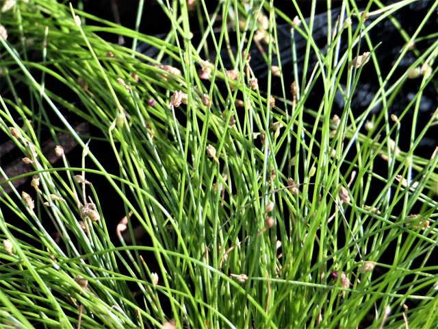 Care for Fibre Optic grass with lots of water