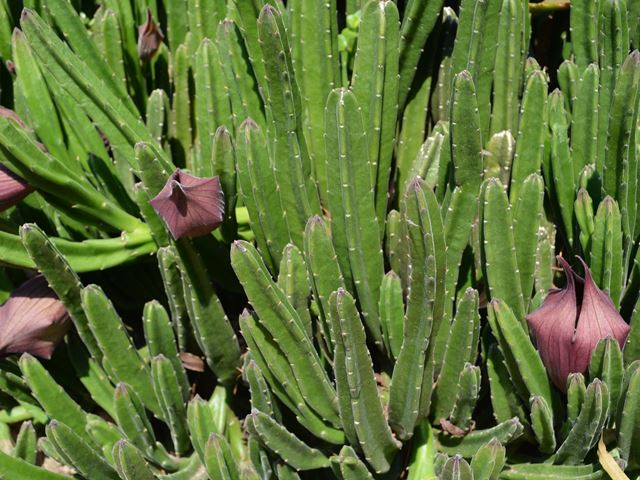 Caring for Stapelia leendertziae is easy with well drained soil