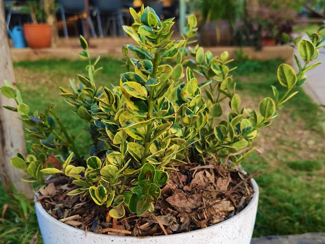 Carissa Green carpet variegated attractive indigenous container plant