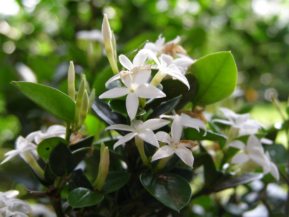 Carissa bispinosa Forest Numnum Bosnoemnoem murungulu morokolo