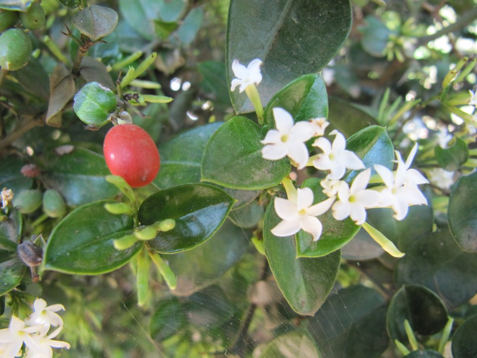 Carissa bispinosa Forest Numnum Bosnoemnoem murungulu morokolo