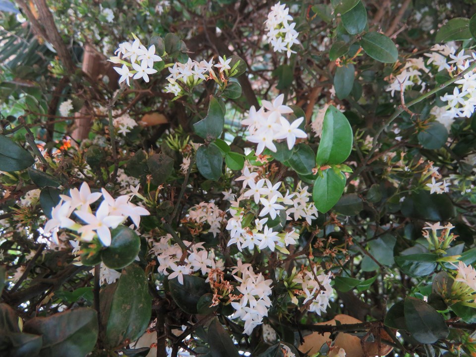 Carissa bispinosa Forest Numnum Bosnoemnoem murungulu morokolo