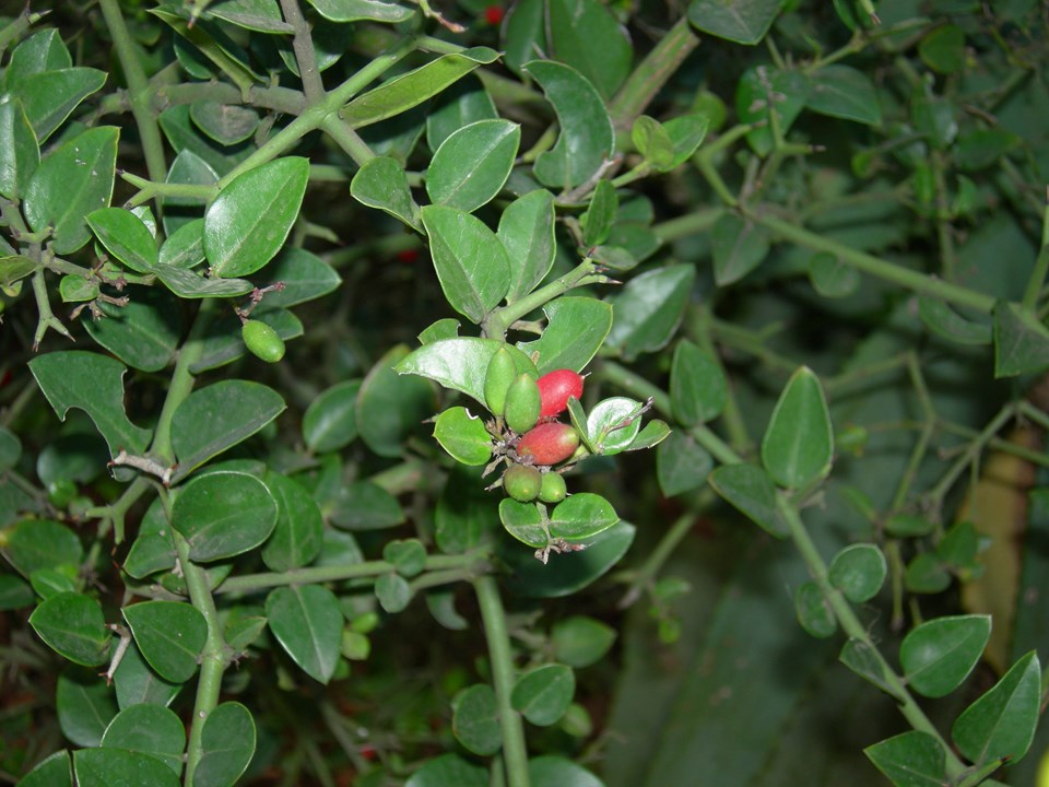 Carissa bispinosa Forest Numnum Bosnoemnoem murungulu morokolo