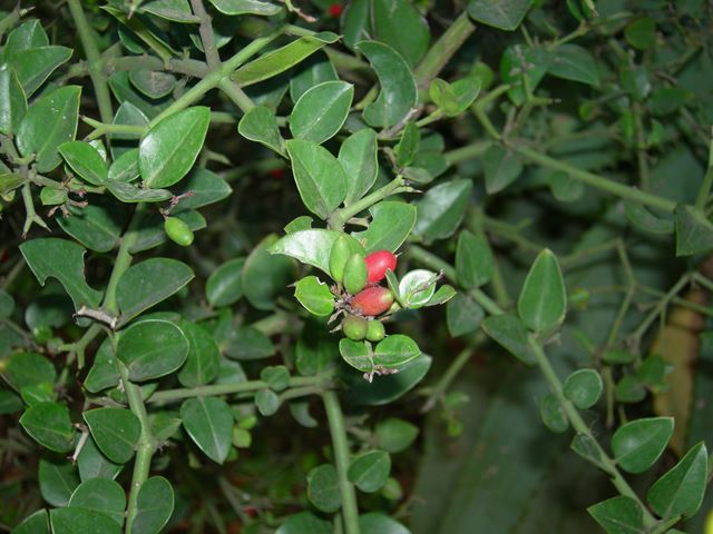 Carissa bispinosa leaves fruit 2