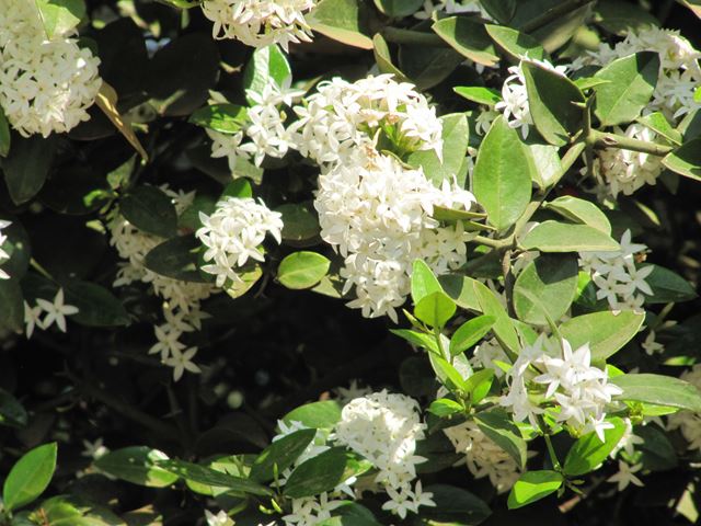 Carissa bispinosa white flowers 2