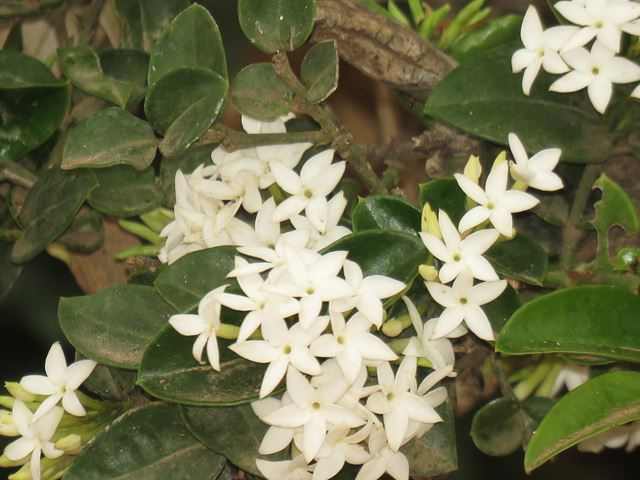 Carissa bispinosa white flowers