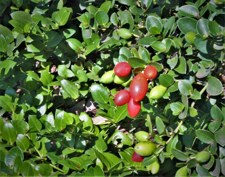 Carissa macrocarpa Amatungulu Grootnoemnoem amathungula umthungulu