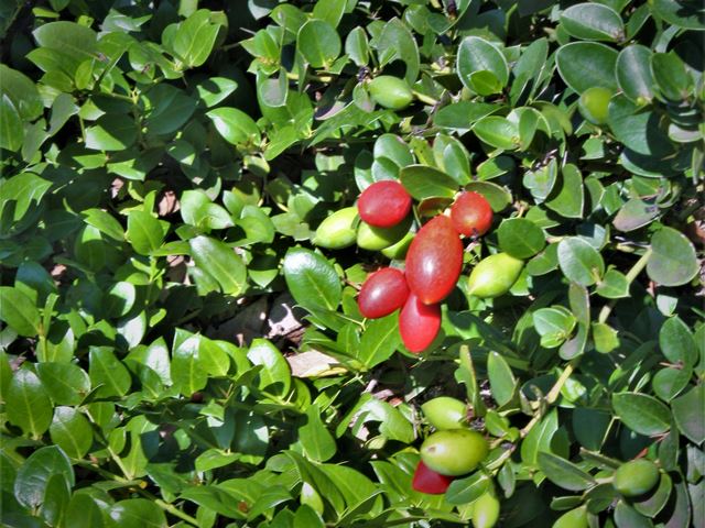 Carissa macrocarpa Amatungulu decorative fruit and leaves