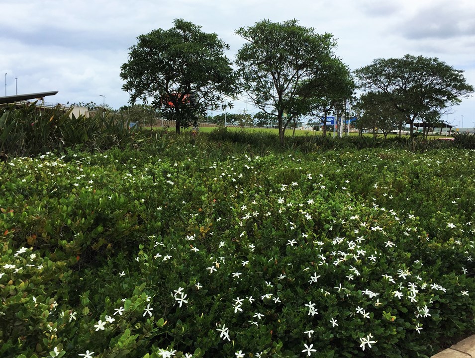 Carissa macrocarpa Green Carpet Dwerg Natalpruim Amatungulu amathungula