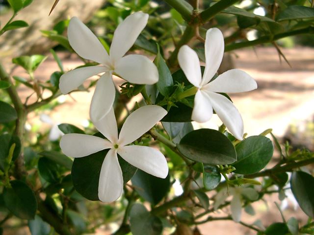 Carissa macrocarpa flowers