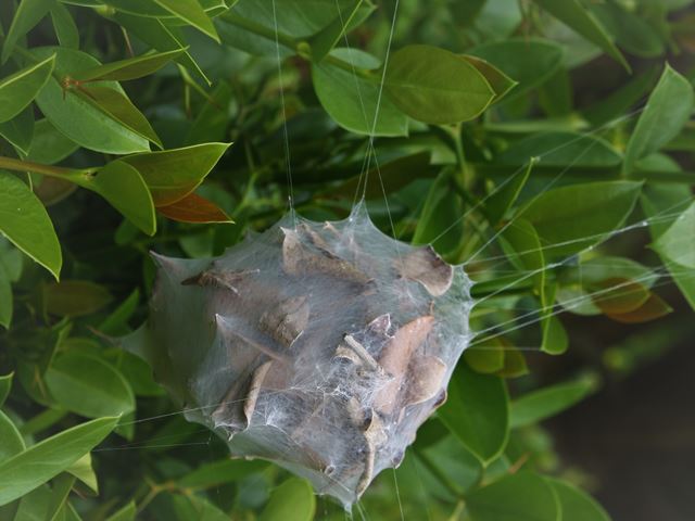 Carissa macrocarpa with Rain Spider egg sac nest attached to plant