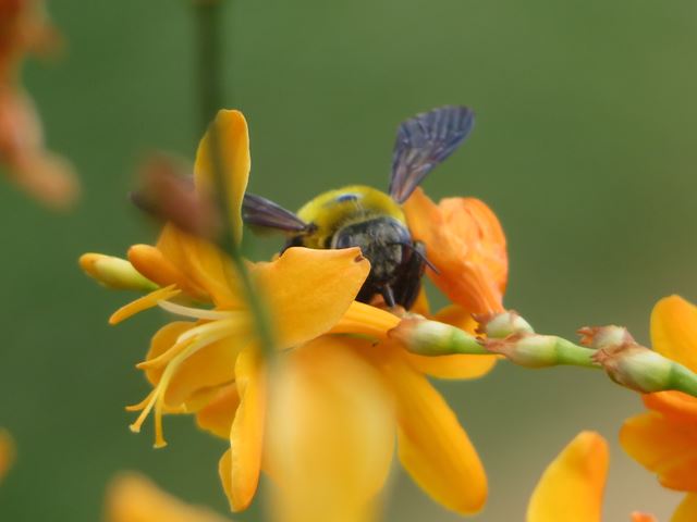 Carpenter bee pollinator on Crocosmia aurea Golden Fleece