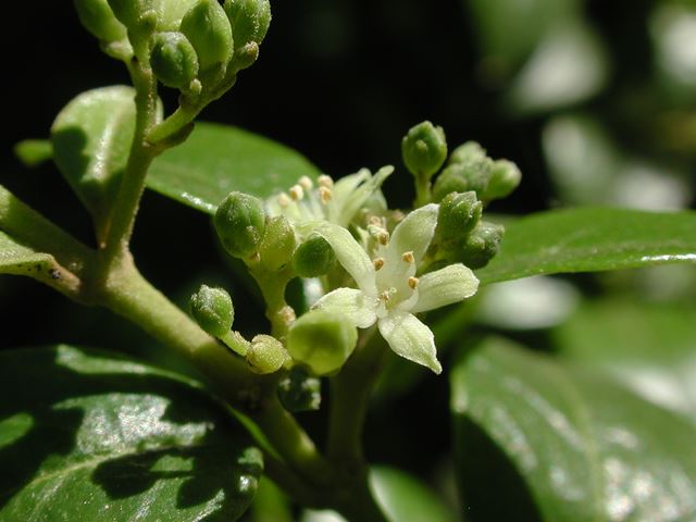 Cassinopsis ilicifolia flower