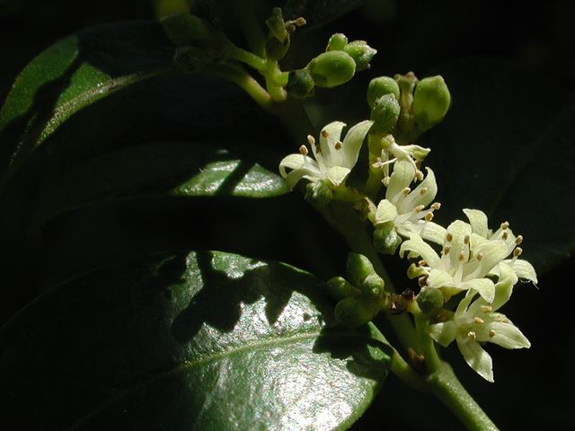 Cassinopsis ilicifolia flowers
