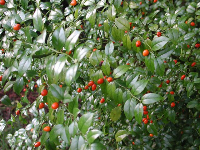 Cassinopsis ilicifolia fruit leaves