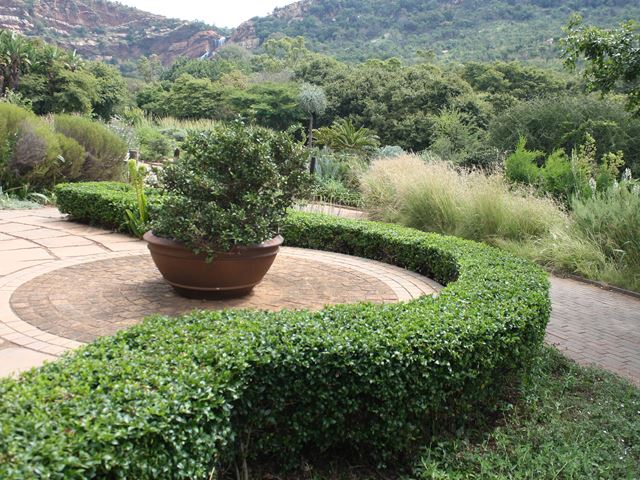 Cassinopsis ilicifolia hedge Walter Sisulu Botanical Gardens South Africa