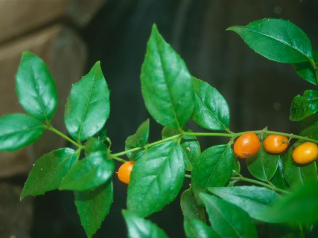 Cassinopsis ilicifolia leaves and fruit arrangement