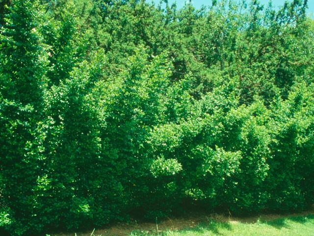 Cassinopsis ilicifolia security hedge
