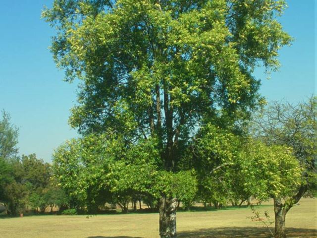 Catha edulis tree