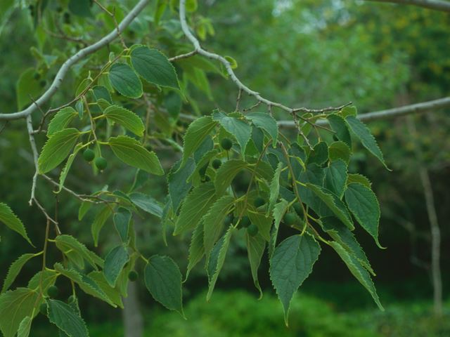Celtis africana leaves and buds