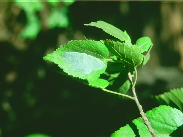 Celtis africana moth on leaf