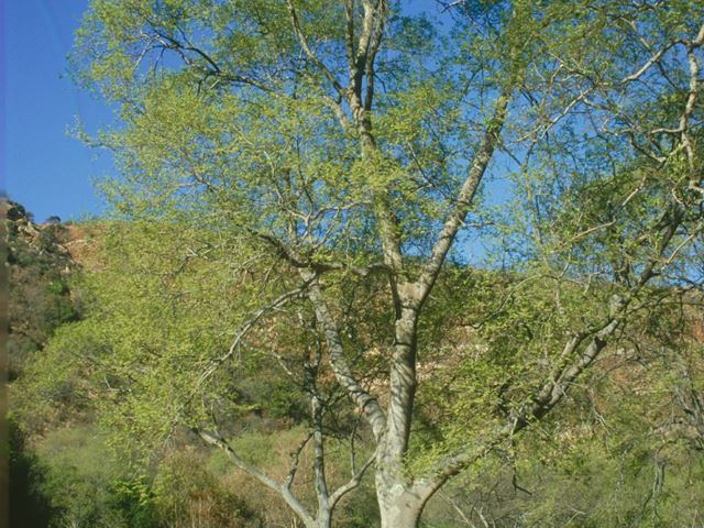 Celtis africana tree 2